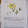Ireland's Flora and Fauna Appletree Deluxe Editions Trees and Shrubs Wild Flowers Birds a beautiful collection of three books with lovely illustrations in excellent condition with no issues FREE STANDARD POSTAGE INCLUDED Image 10