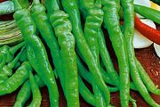 (P) Paprika Lombardo seeds 0.1g (110995)