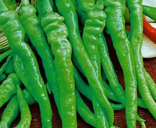 (P) Paprika Lombardo seeds 0.1g (110995)