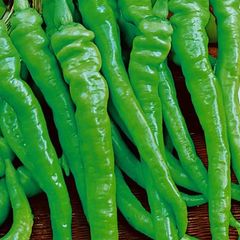 (P) Paprika Lombardo seeds 0.1g (110995)