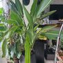 Large Bird of Paradise plant in pot Image 2