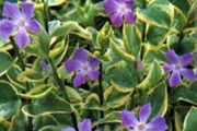 Variegated Vinca