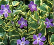 Variegated Vinca