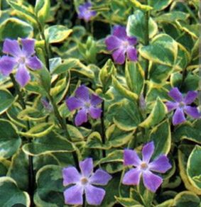 Variegated Vinca