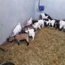 Pigmy goats Image 6