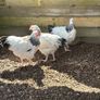 Light Sussex Roosters Image 3