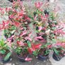 Red Robin Hedging Image 6