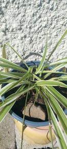 Spider plant