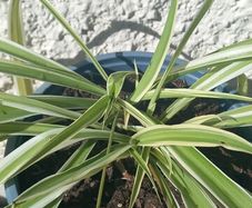 Spider plant
