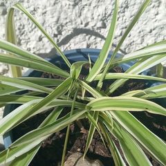 Spider plant