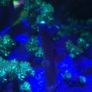 Milka Marine Coral Image 4