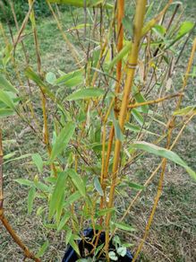 Bamboo plant