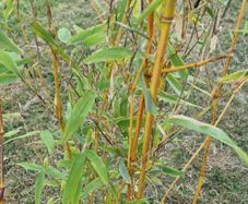 Bamboo plant
