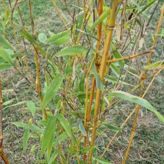 Bamboo plant