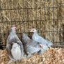 pekin bantams Image 2