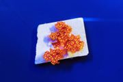 Orange Galaxy Macroalgae Collecter Edition (WYSIWYG)