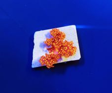 Orange Galaxy Macroalgae Collecter Edition (WYSIWYG)