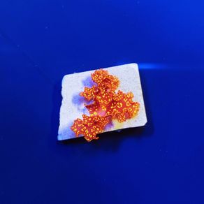Orange Galaxy Macroalgae Collecter Edition (WYSIWYG)