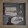 Fossilized prehistoric fish and ammonites. In display frame. Image 6