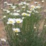 plants Image 2
