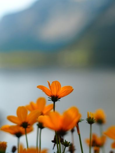Posso 135mm F2.8