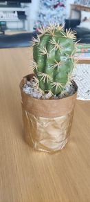 Decorative succulent