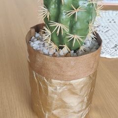 Decorative succulent