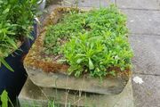 Stone trough/planter