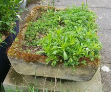 Stone trough/planter