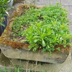 Stone trough/planter