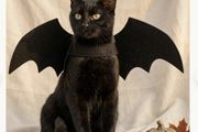 Halloween Costume