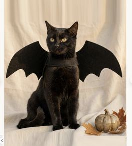 Halloween Costume