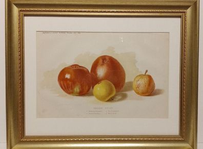 Desert Apples 1889 Botanical Print