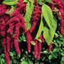 (A) Amaranth seeds 2g (414185) Image 2