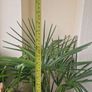 Trachycarpus fortunei (Windmill Palm) Image 5