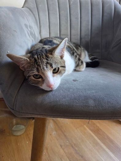 Kitten for adoption