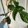 Rare Houseplant Philodendron Florida Beauty Image 2