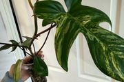 Rare Houseplant Philodendron Florida Beauty