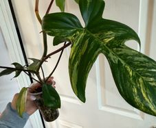 Rare Houseplant Philodendron Florida Beauty
