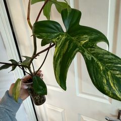 Rare Houseplant Philodendron Florida Beauty