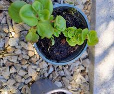 Variety of plants for sale