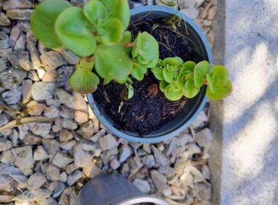 Variety of plants for sale