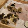 ducklings Image 4