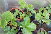 strawberry plants different sizes