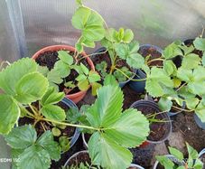 strawberry plants different sizes