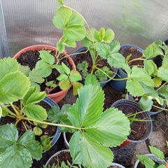 strawberry plants different sizes