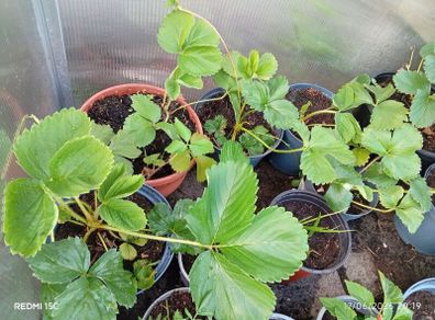 strawberry plants different sizes
