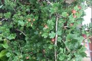 Gooseberry fruit plant