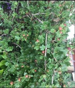 Gooseberry fruit plant