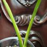 Monstera Burle Marx Flame rooting Image 4